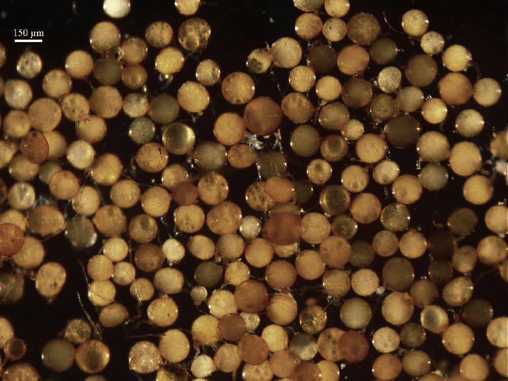 Funneliformis coronatus